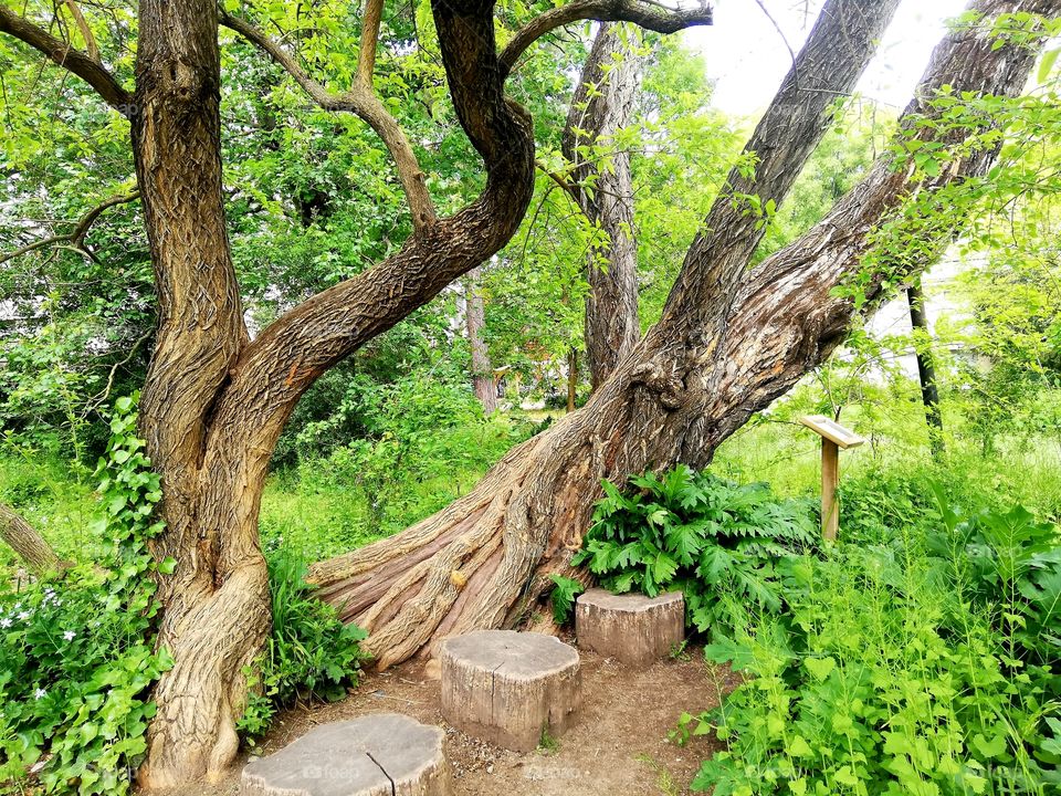 tree,botanic garden, summer time 🌞🌞🌞🌞