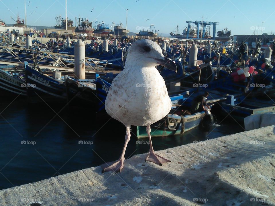 Beautiful seagull looking at my camera.