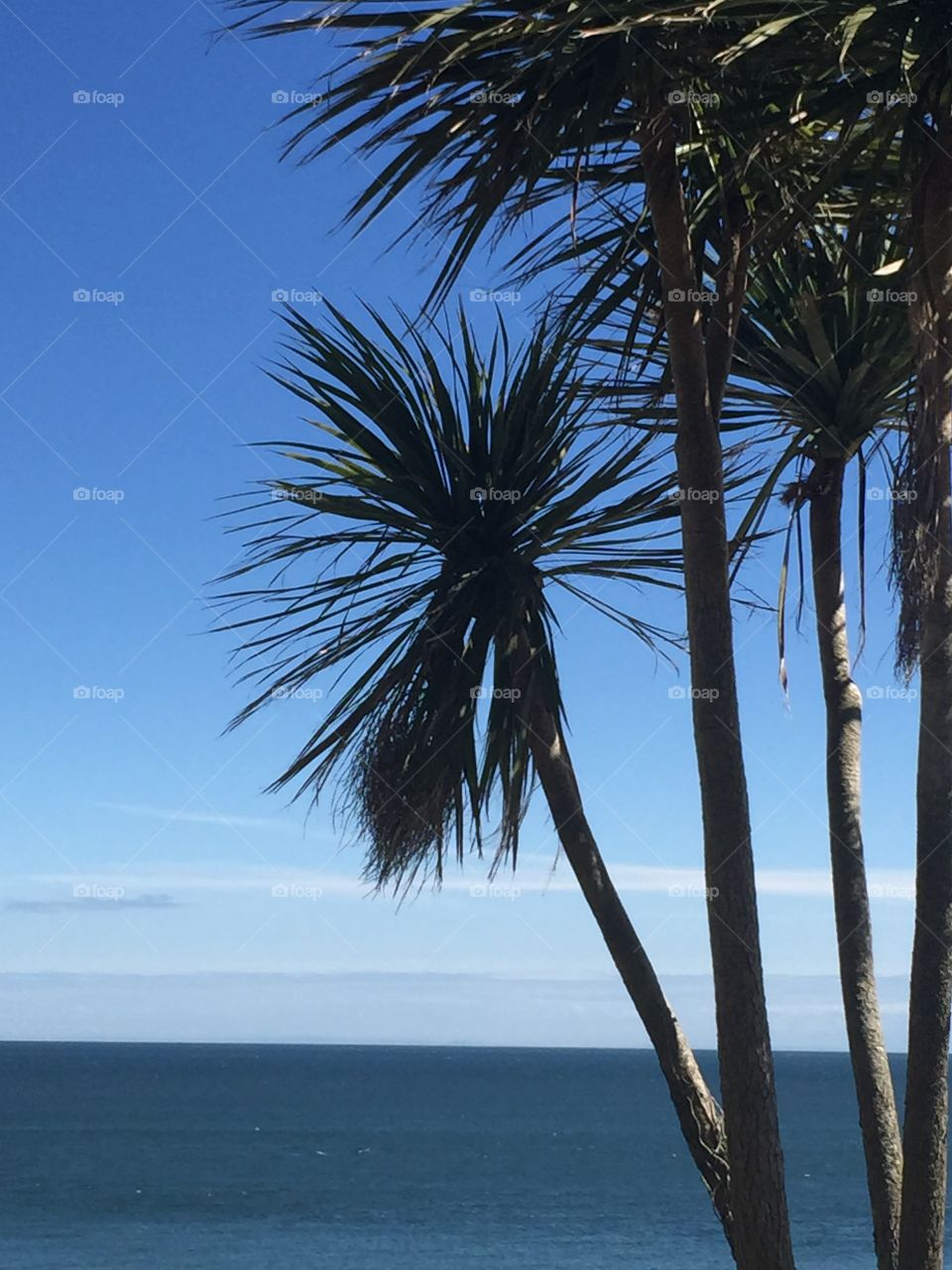 Palm Tree in wales