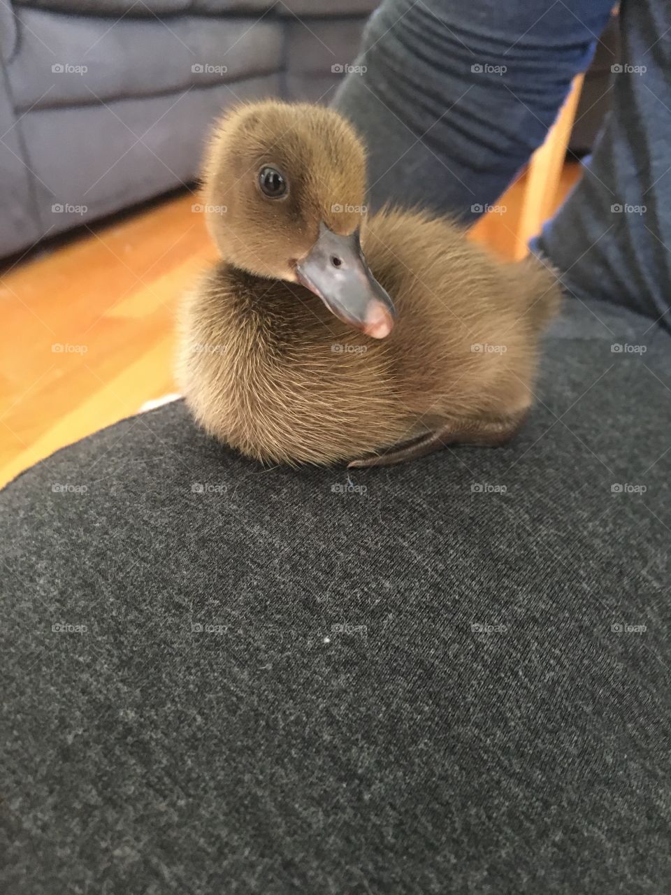Duck