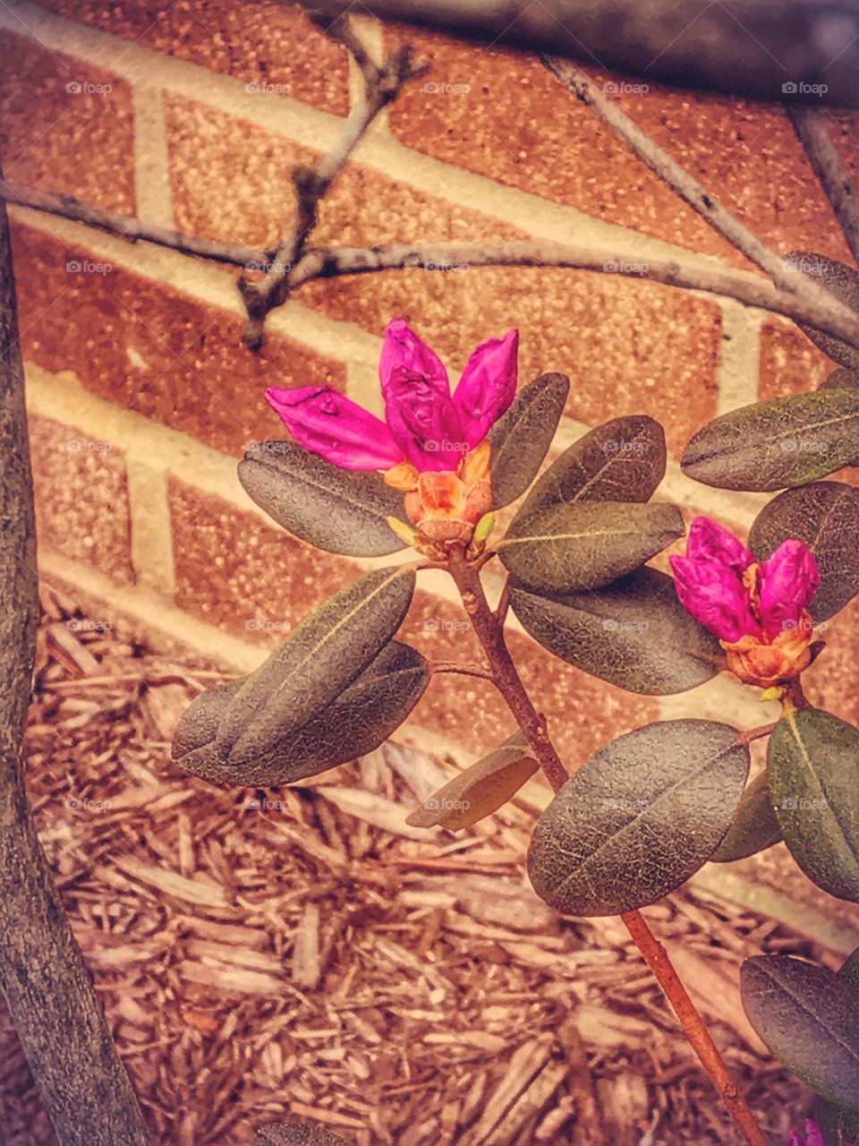Blooming Azalea Bush