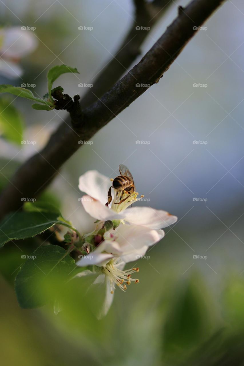 Birds& Bees- Nature in Motion