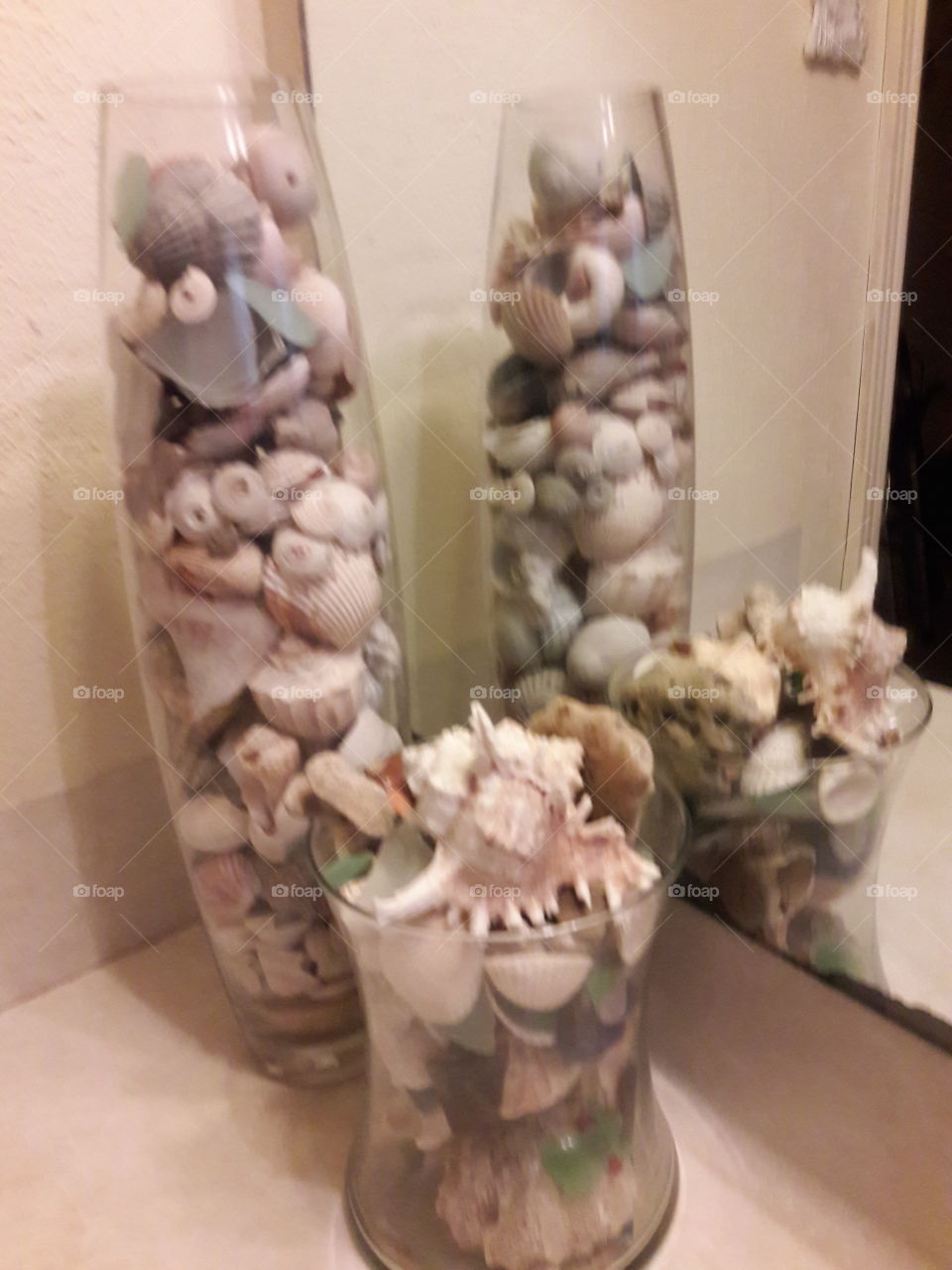 seashell  collection.