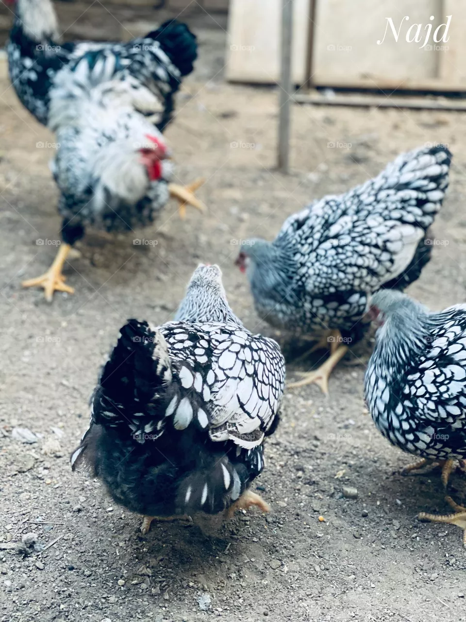 chicken