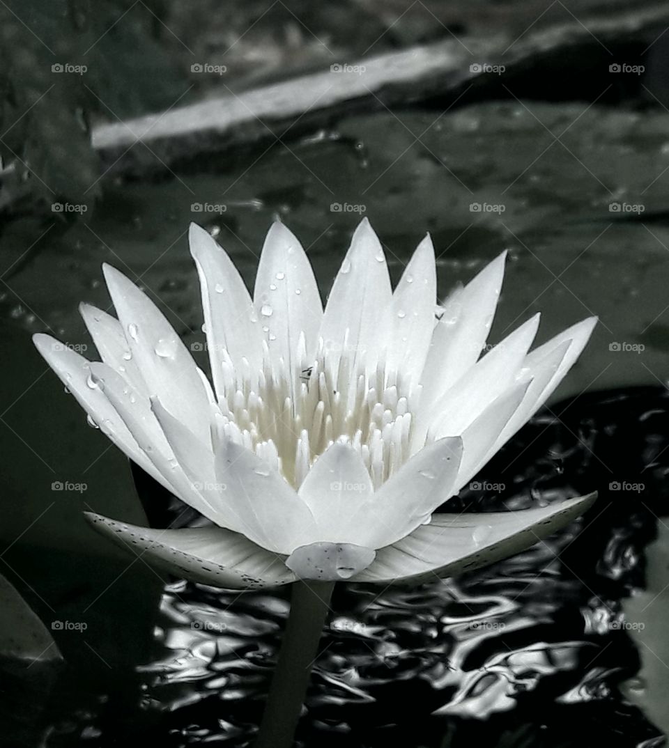 art of lotus flower