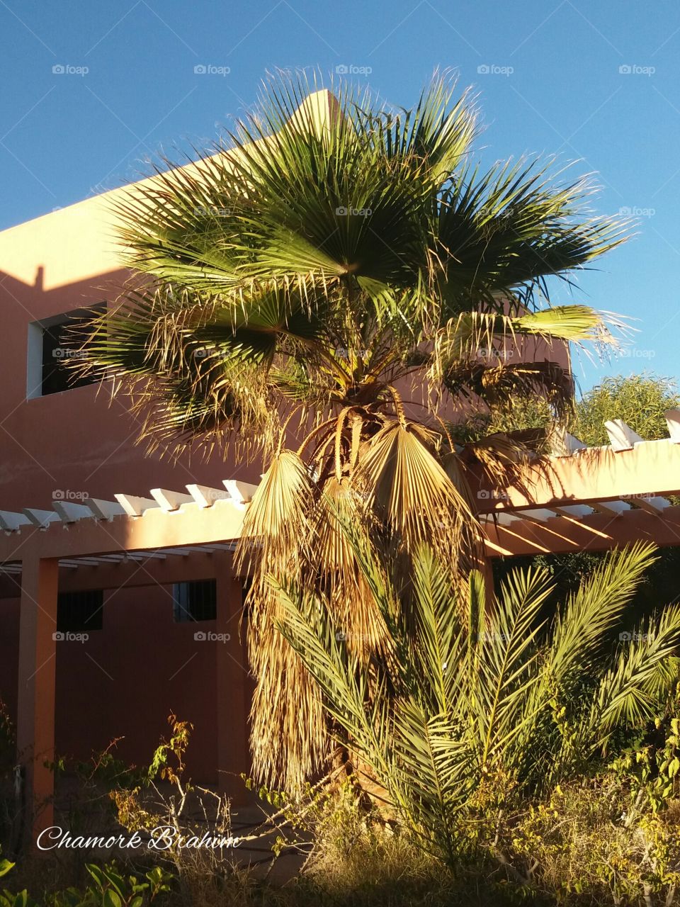 A palm_tree in the school where I teach.it is sooo amazing