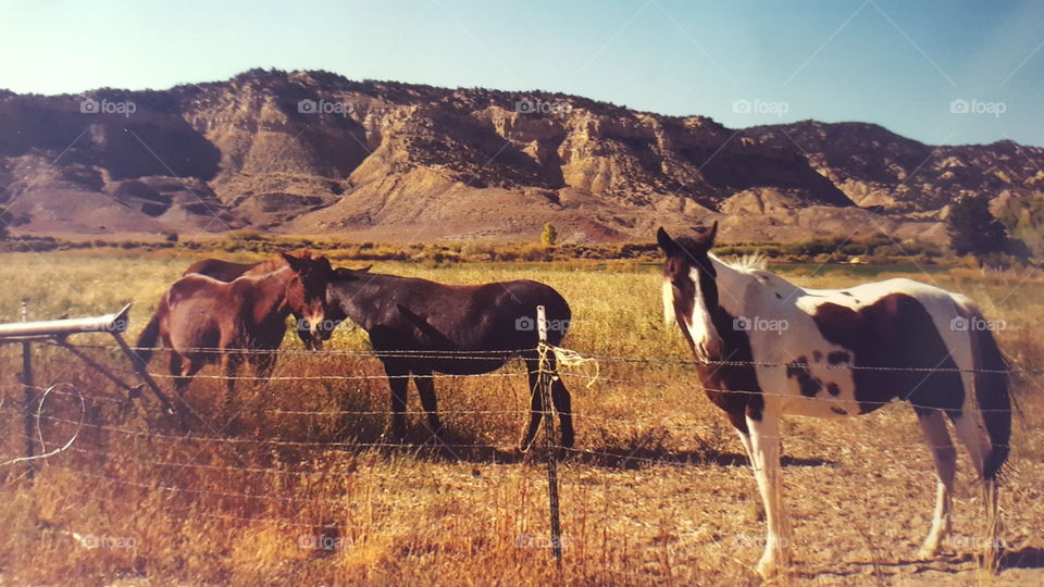 Horses in Utah