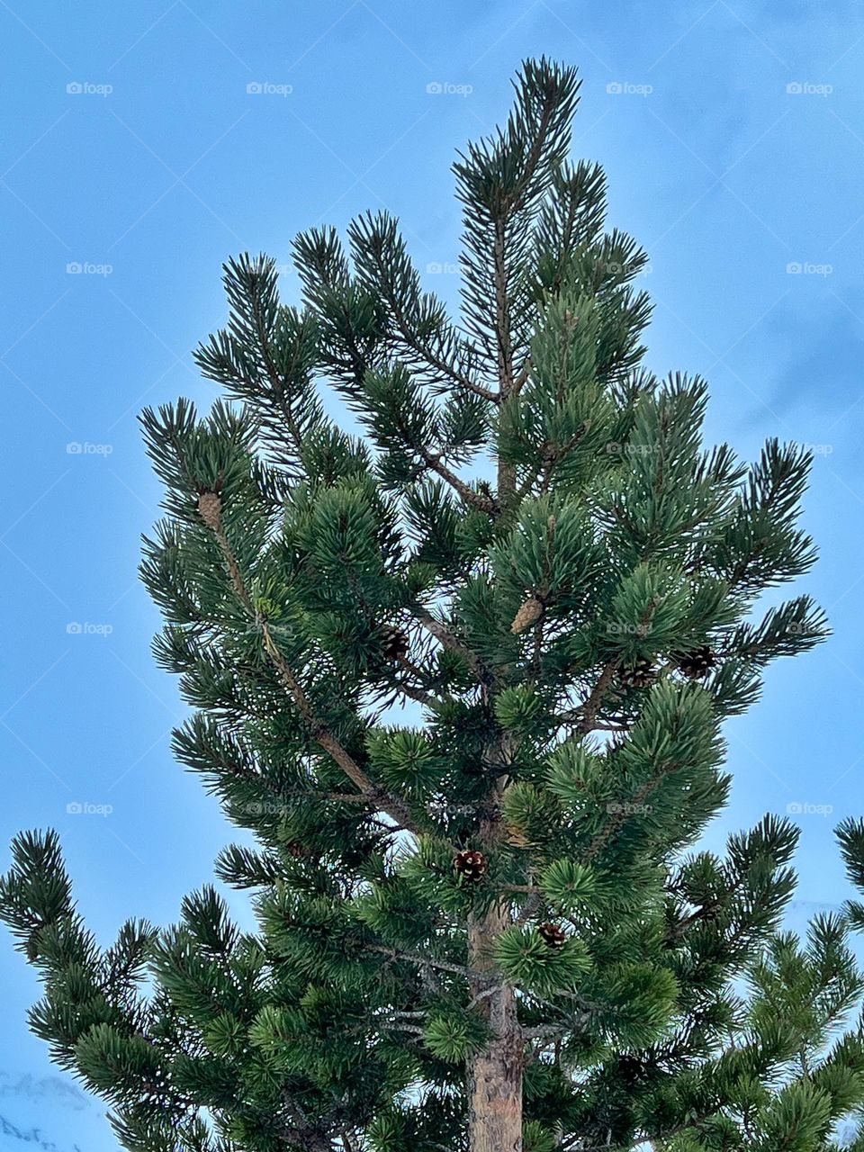 Pine tree