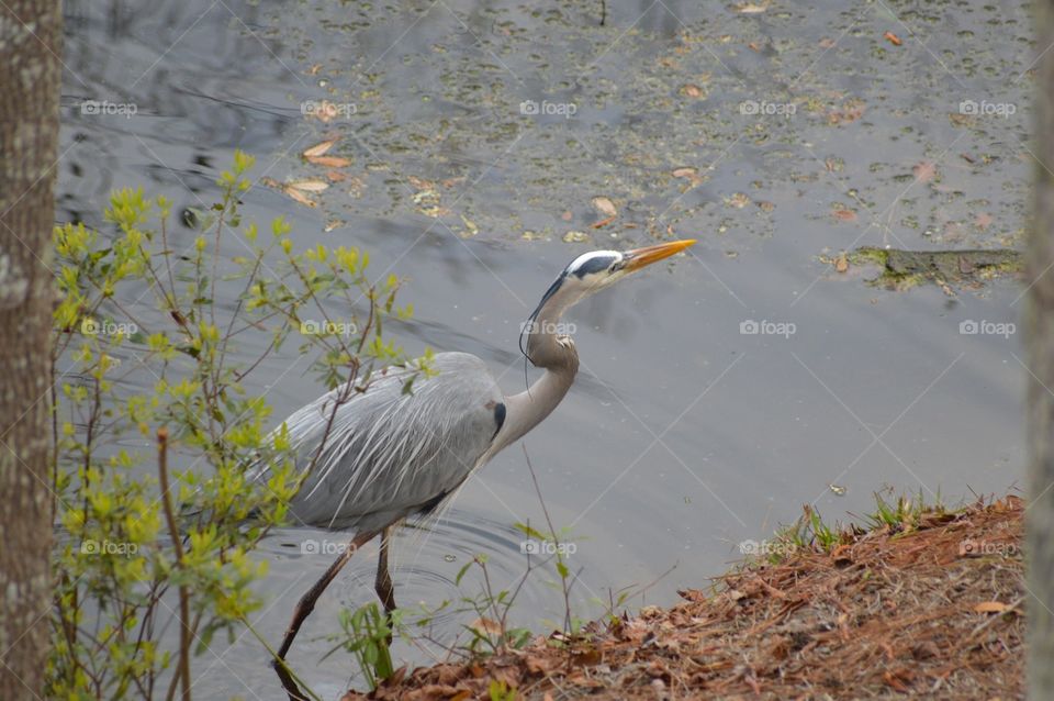 A colorful Great Blue Heron