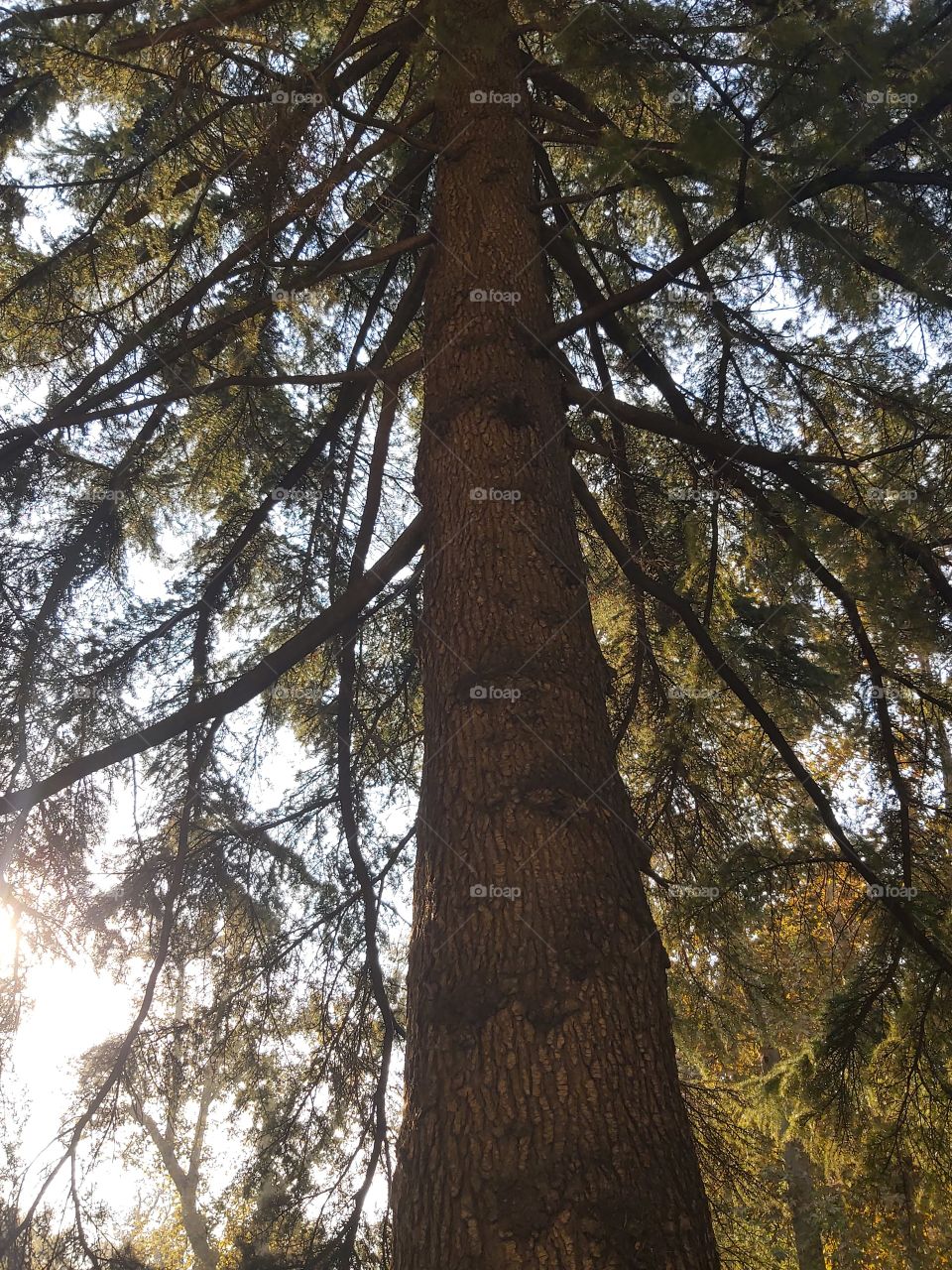 tree