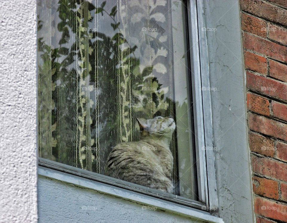 Cat is looking up from a window.