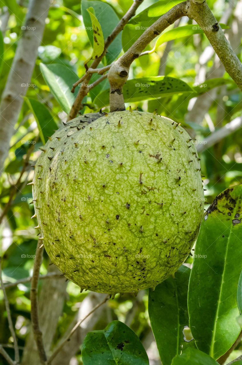 Mountain Soursop