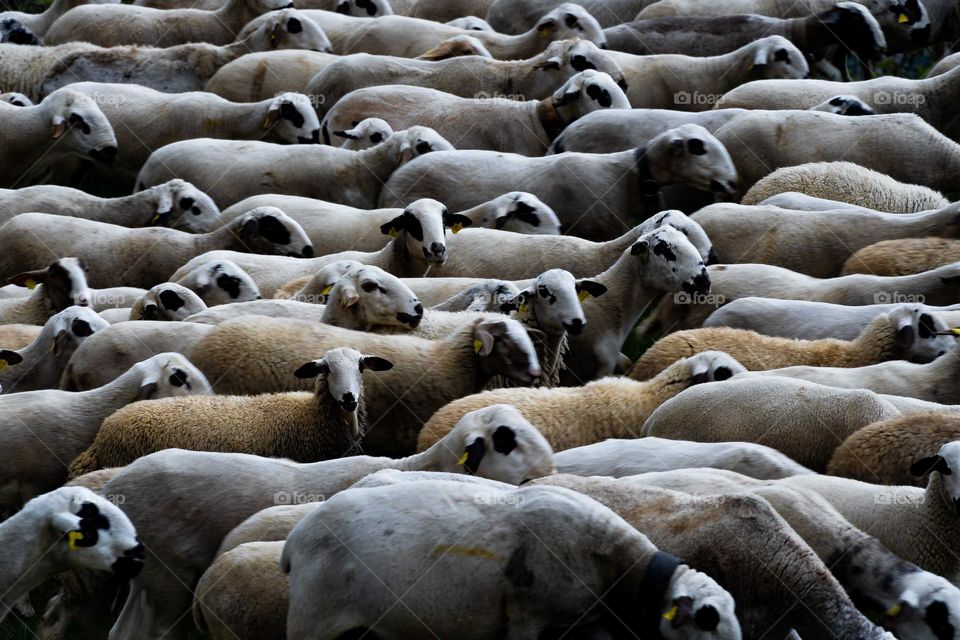 herd of sheep