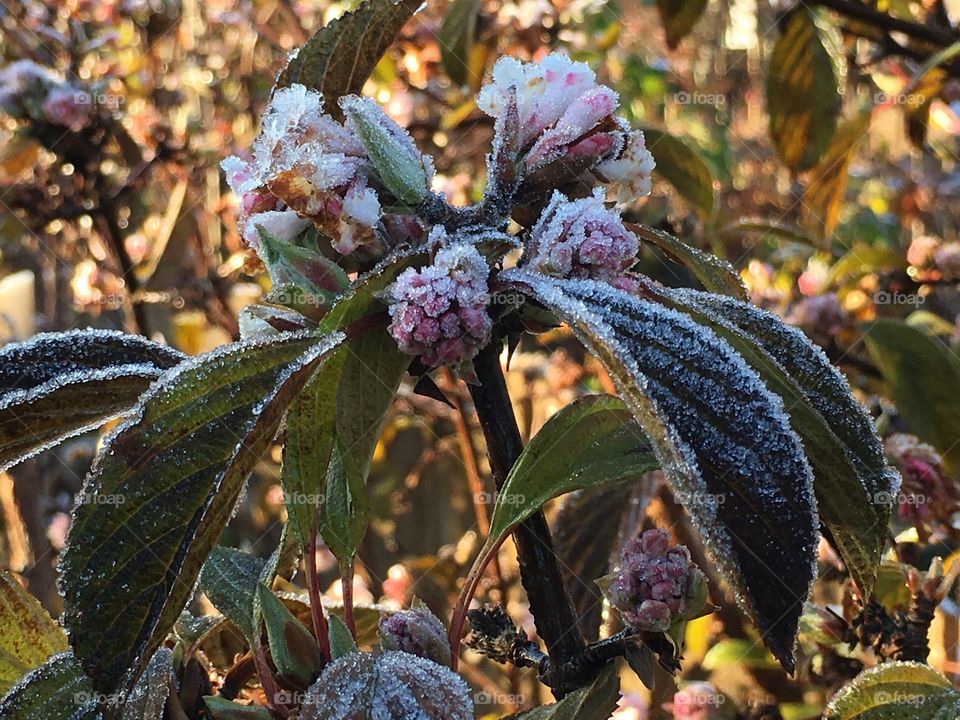 Close-up of frozen plant