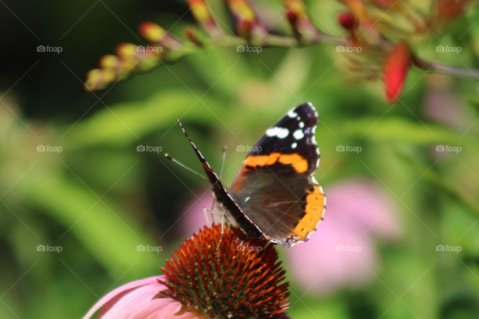 the colors of nature