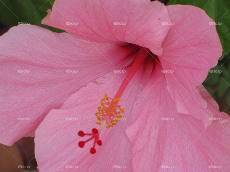 Hibiscus 