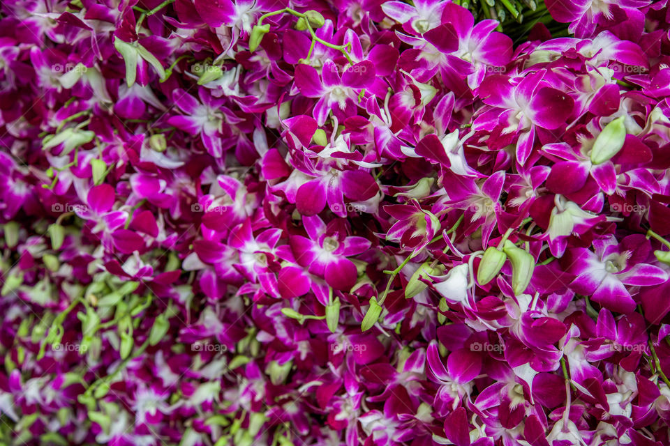 Full frame of pink flowers