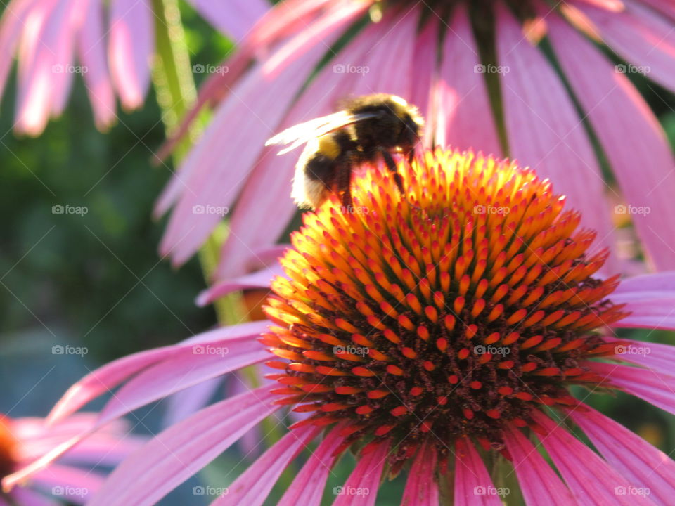 Echinacea purpurea with bee