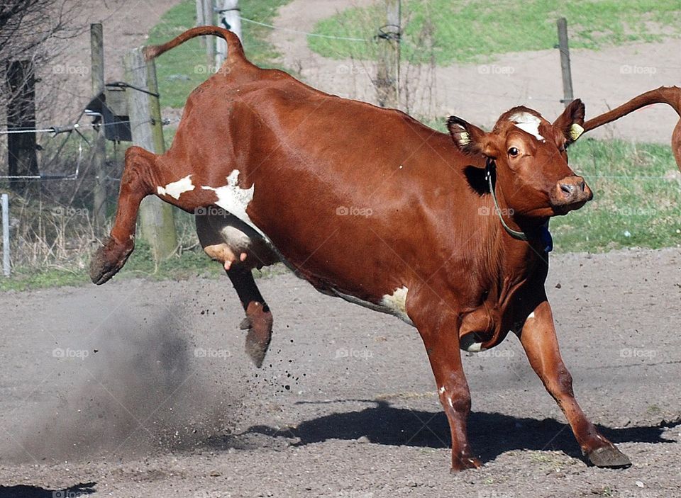 Happy cow after a long winter inside