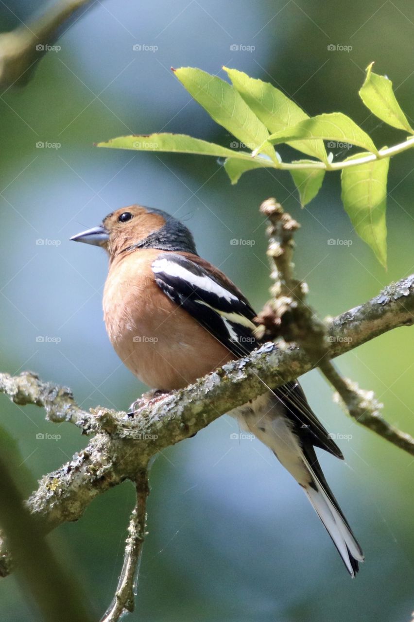 Chaffinch 
