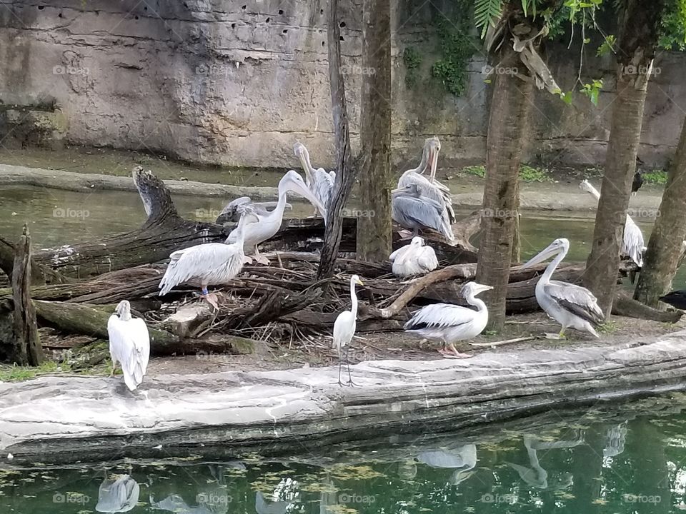 Water, Bird, Nature, Wildlife, Lake