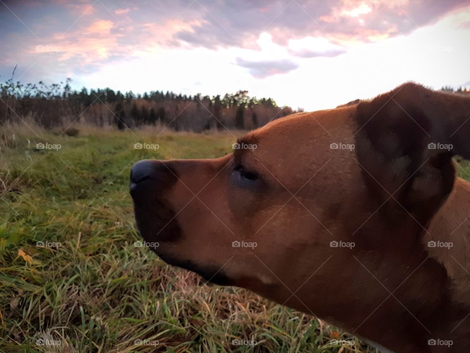 Portrait of a dog
