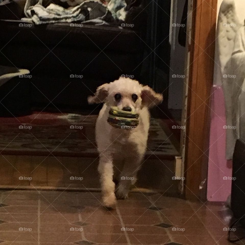 Dog With Toy Hamburger🍔 In His Mouth
My dog, after he eats, has to have this hamburger that's a soft squeaky toy! 🍔
He runs around with it and I got a good pic as he came around the corner!