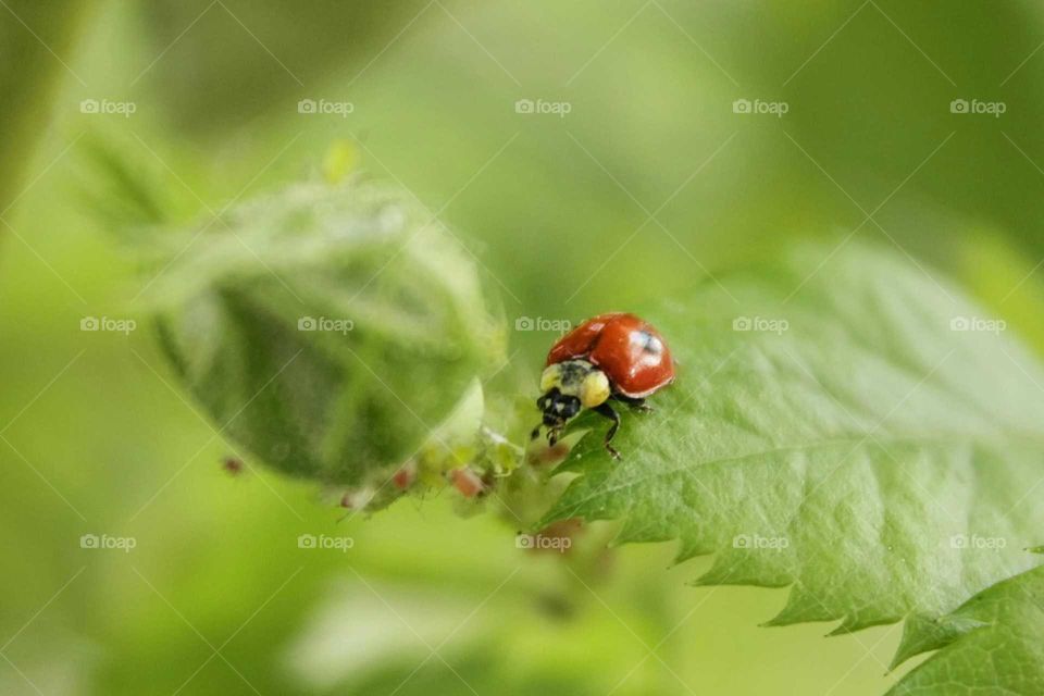 Lady bug