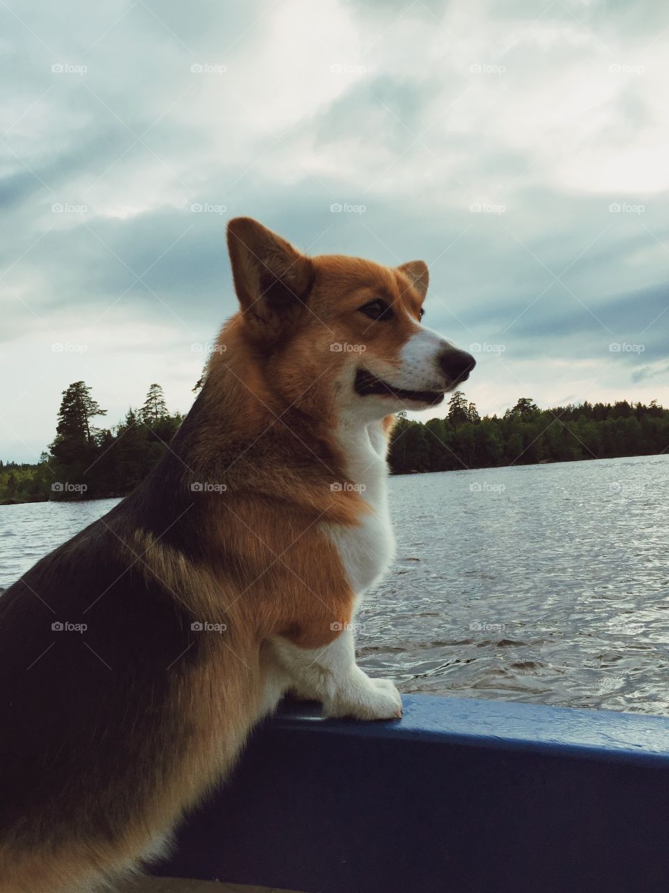 Dog on a boat