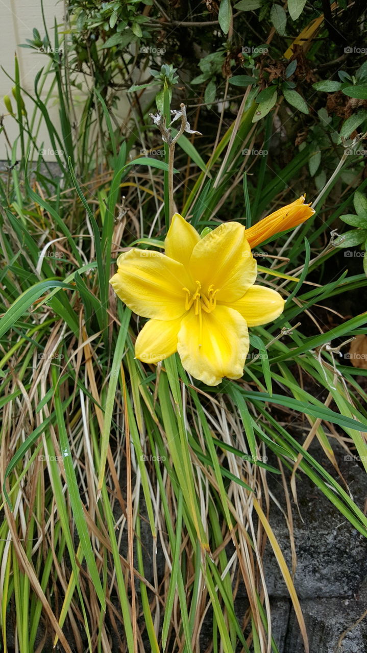 Yellow Flower