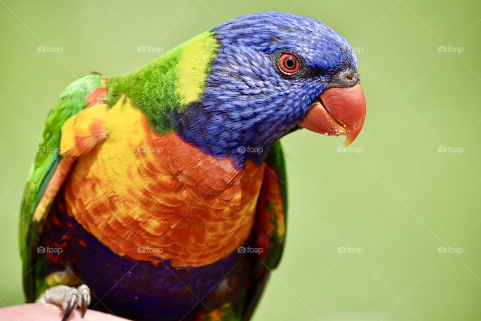 We all had a lot of fun feeding the Rainbow Lorikeets yesterday 