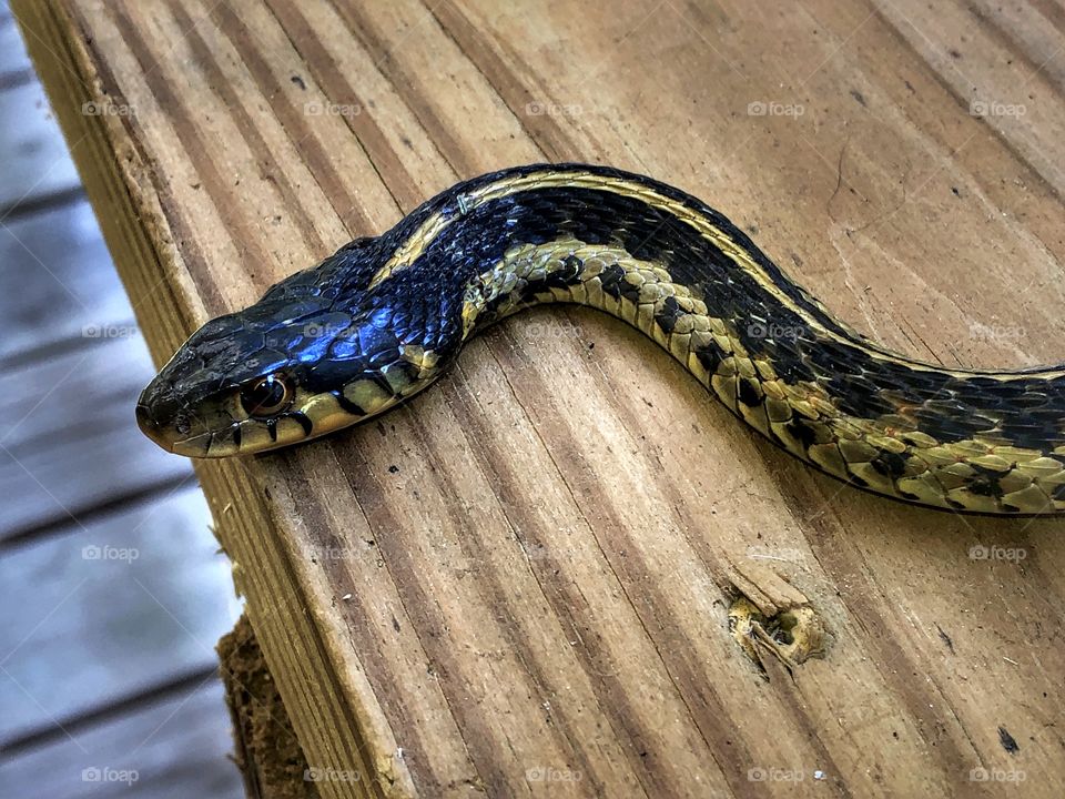 Ribbon Snake with blue color variant. Common Ribbon snake is an indigenous, non venomous species found throughout most of the US. The blue color variation, however, is a rarer variant. 