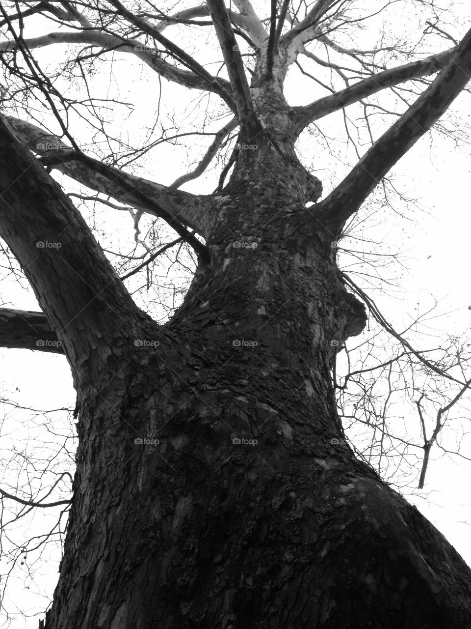 Big tree. Motivathion. Dreem. B&W