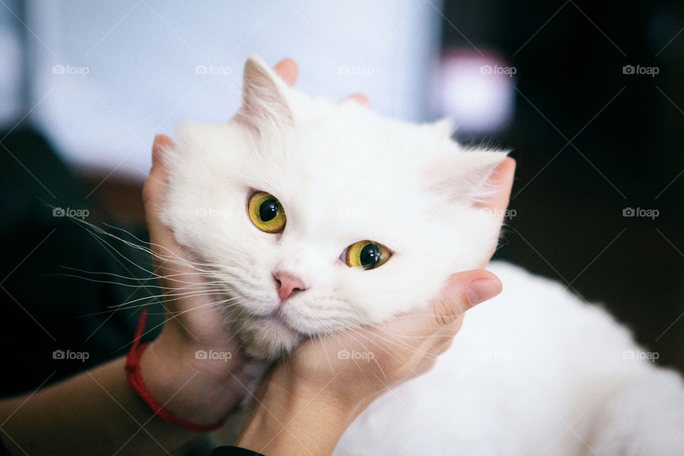 A person holding white cat