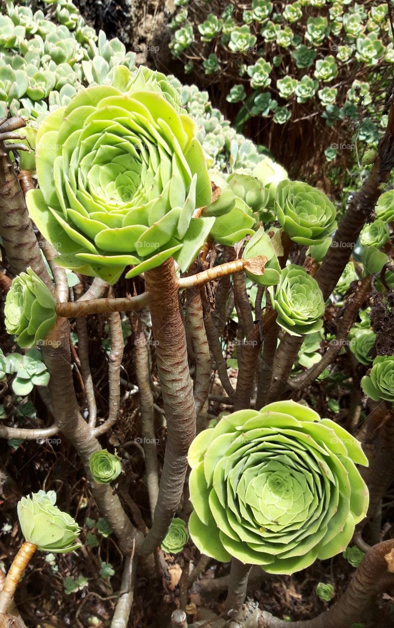 Nice plants in the park of Montserrate