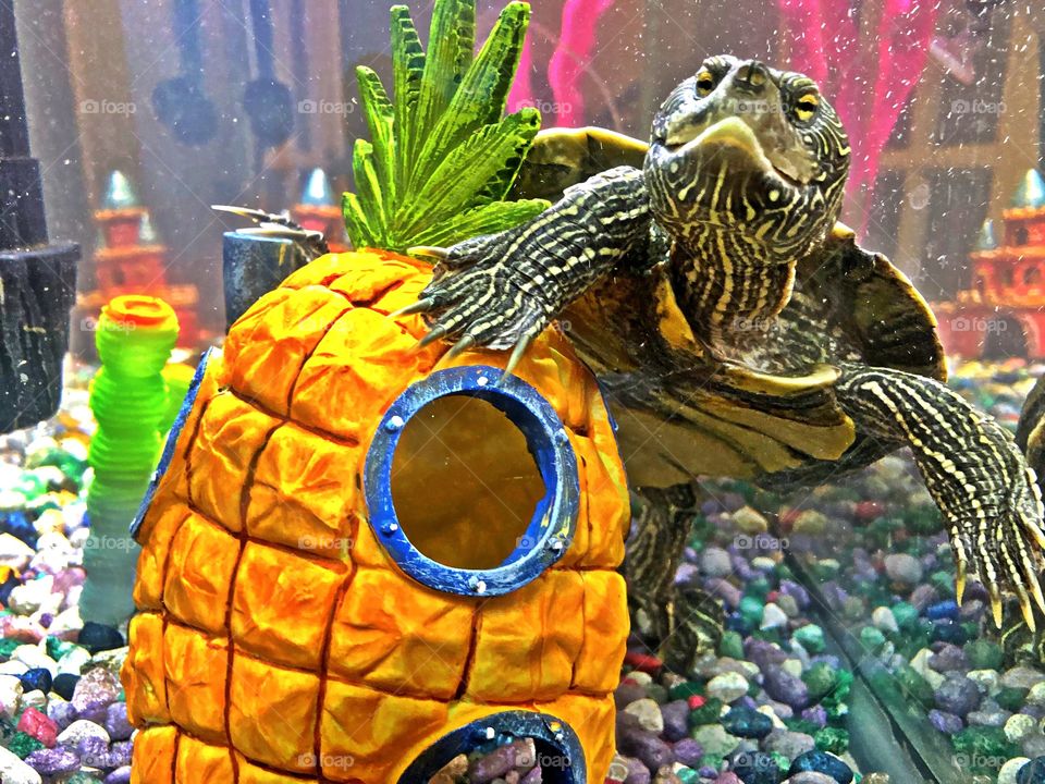 Sponge bob tank house decor and turtle