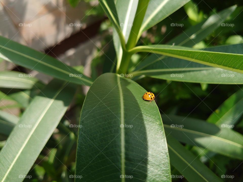 Ladybug on a plant