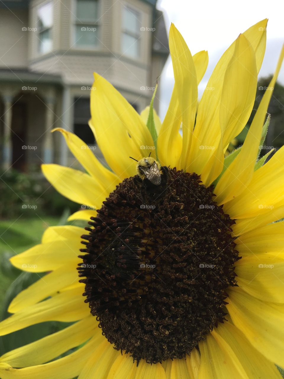 Bee on sunflower