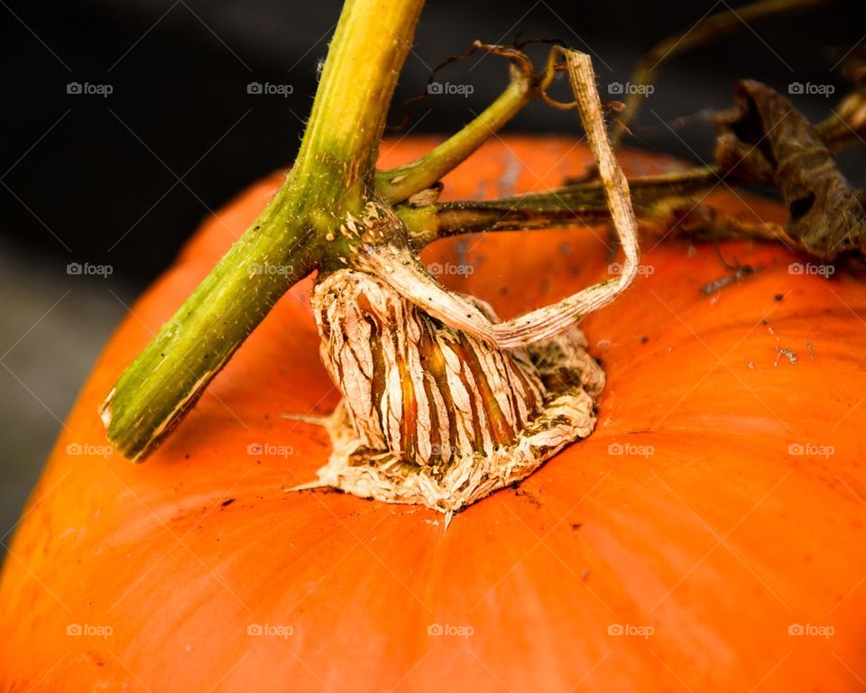 Pumpkin