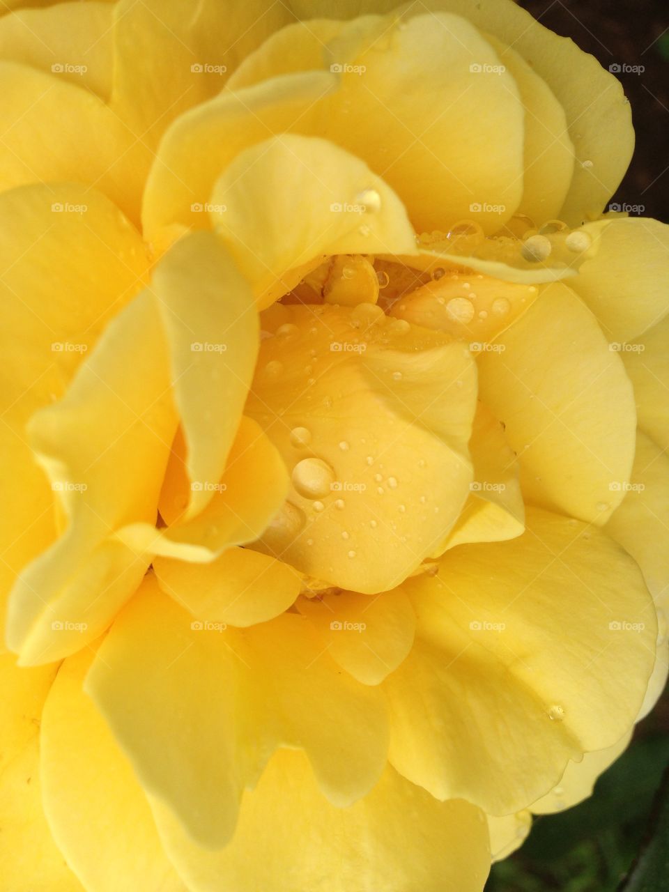 Yellow. Yellow rose