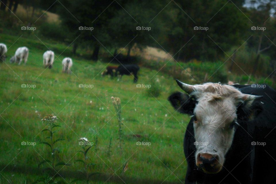 Cow