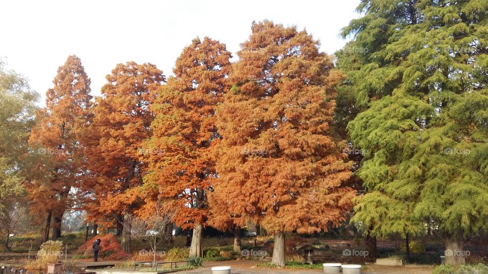 Tree colour changing in autumn