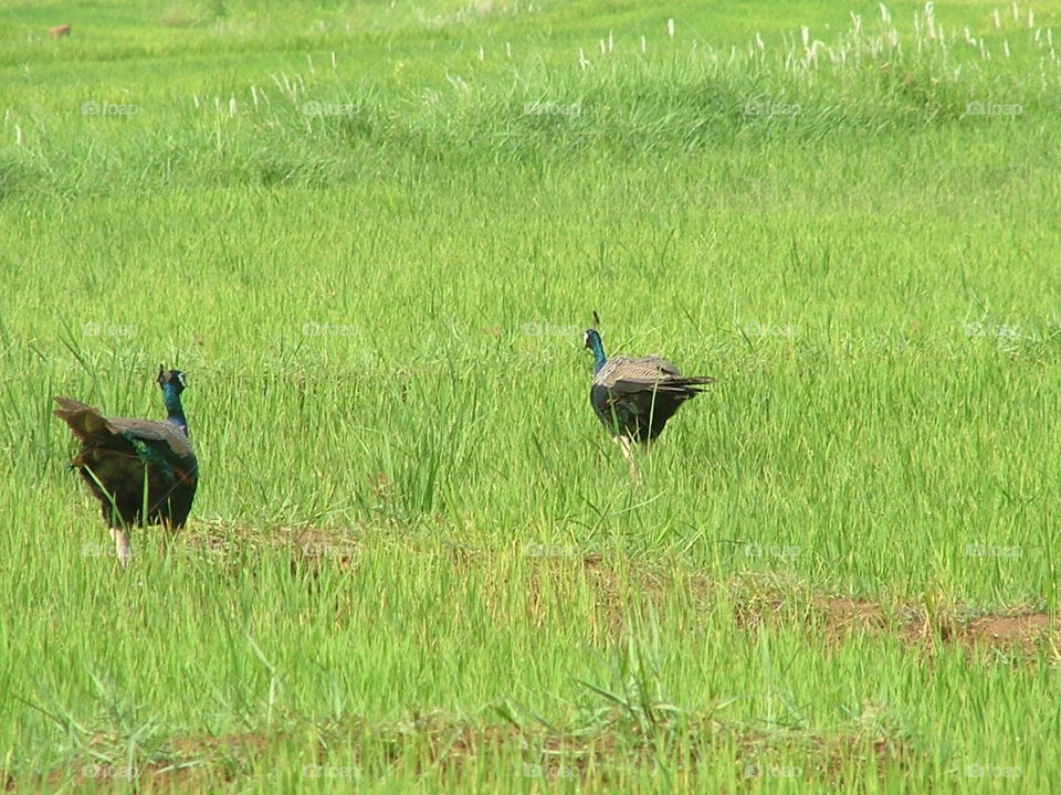 peacocks