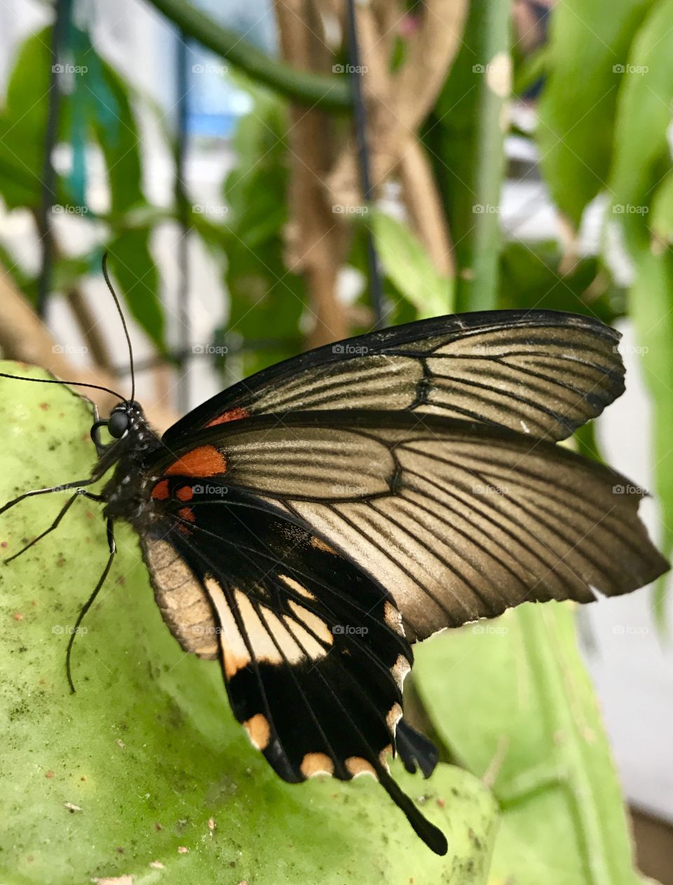 Close-Up Butterfly