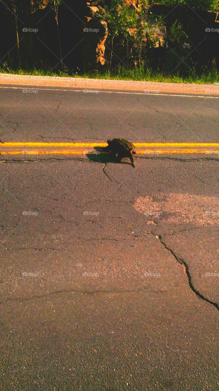 Yes This Turtle Did Cross The Road And Made I