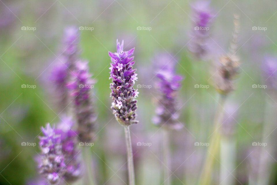 lavender