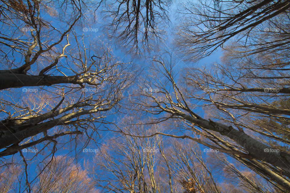 tops of trees against the blue sky