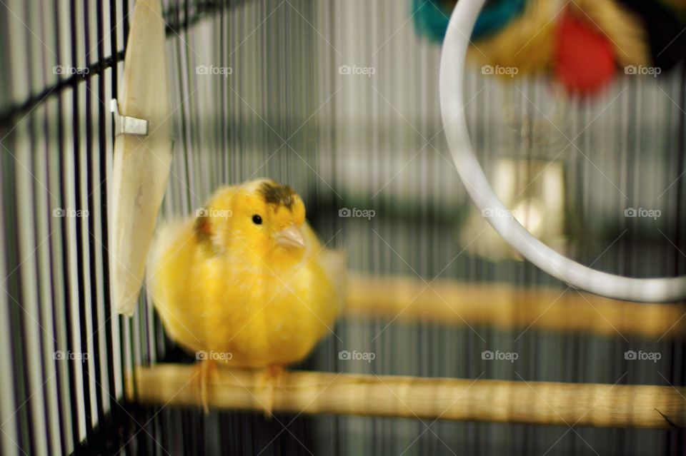 Bird in a cage. 