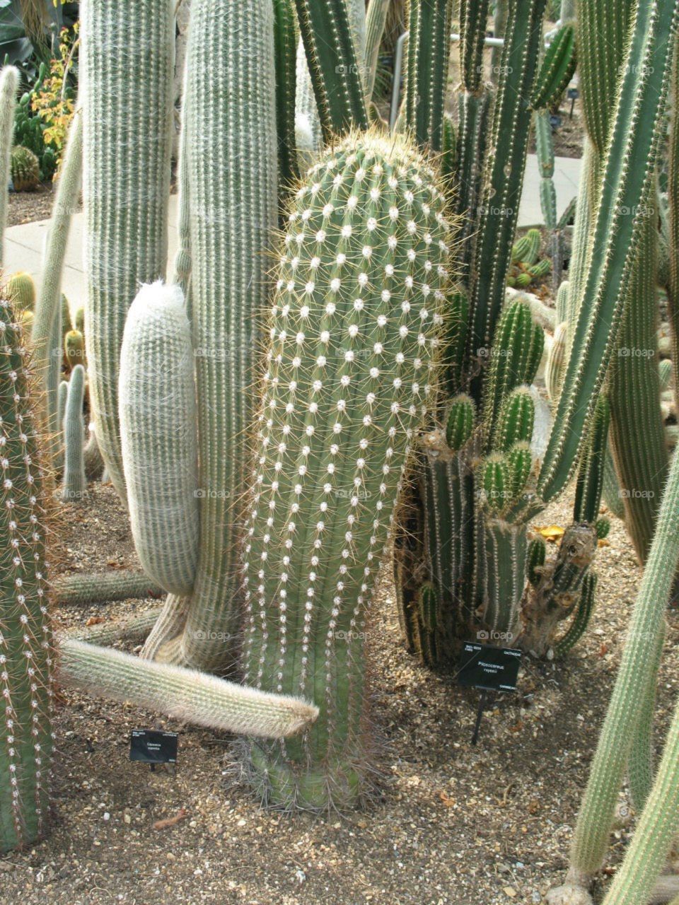 Cactus