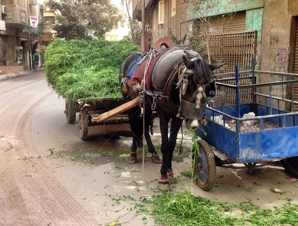 Horse in Cairo